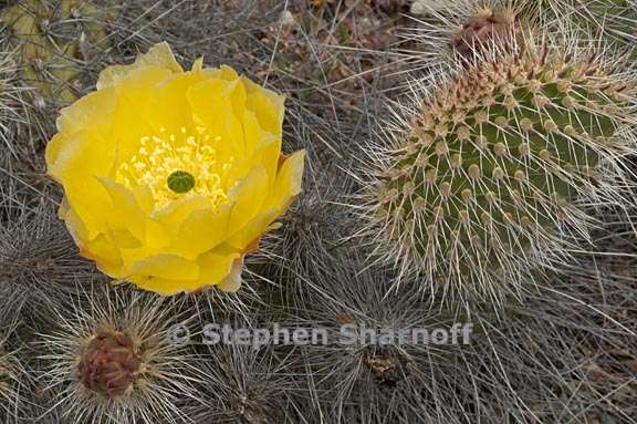 opuntia polycantha var erinacea 2 graphic